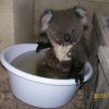 Koalas en busca de agua 006